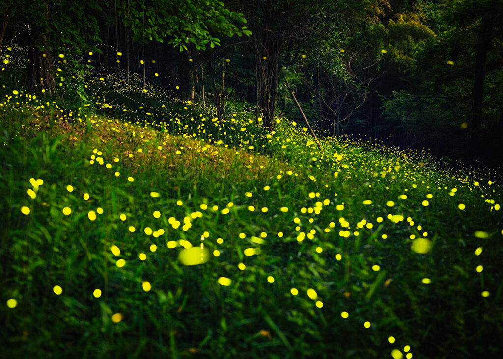 gotemba_himebotaru-004 御殿場ヒメボタル